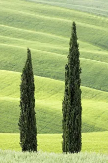 Tree Lined Prints: Cypress Trees near Asciano, Le Crete Senesi, Provincia di Siena, Tuscany, Italy