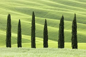 Tree Lined Prints: Cypress Trees near Asciano, Le Crete Senesi, Provincia di Siena, Tuscany, Italy