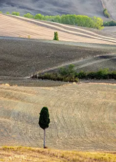 Ploughed Fields Prints: Cypress trees in ploughed fields in late summer, Val d'Orcia, Tuscany, Italy