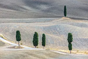 Ploughed Fields Prints: Cypress trees in ploughed fields in late summer, Val d'Orcia, Tuscany, Italy