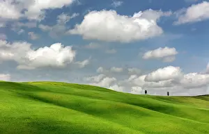 Cloud Prints: Cypress trees and rolling green fields