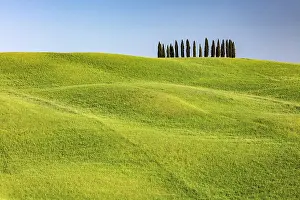 Abstract Prints: Cypress trees and rolling green fields