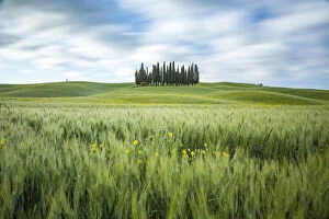 Grass Collection: Cypress trees, San Quirico d Orcia, Tuscany, Italy