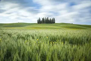 Long Exposure Prints: Cypress trees, San Quirico d Orcia, Tuscany, Italy