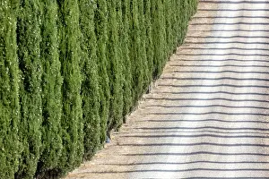 Val Dorcia Prints: Cypress trees and shadows on gravel road