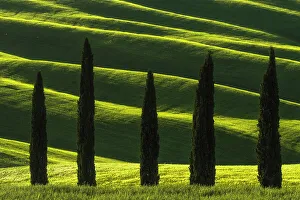 Crop Gallery: Cypress trees standing against the rolling hills during a spring sunset. Val d'Orcia, Tuscany, Italy