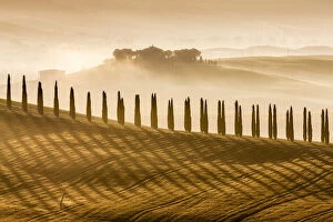 Cypress trees at sunrise in the Val d Orcia, Tuscany, Italy