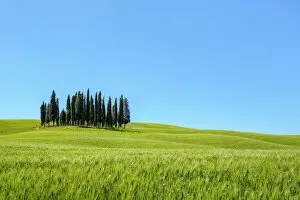 Images Dated 30th August 2019: Cypress trees and Tuscan landscape in Val d Orcia, San Quirico d Orcia, Tuscany