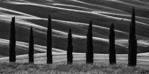 Monotone Prints: Cypress Trees, Tuscany, Italy