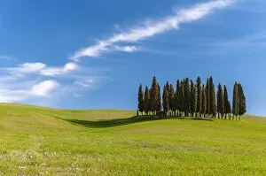 Cypress trees, Val d Orcia, Tuscany, Italy