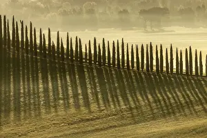 Bagno Vignoni Prints: Cypress TRees of Viale di cipressi near Bagno Vignoni, Val D'Orcia, Tuscany, Italy
