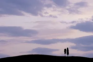 Two Cypress Tress in the Val D'Orcia, Tuscany, Italy