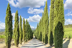 Images Dated 21st February 2022: Cypresses avenue in the vineyards near Radda in Chianti, Chianti, Firenze District, Tuscany, Italy