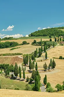 Monticchiello Prints: Cypresses Road, Monticchiello, Tuscany, Italy, Europe