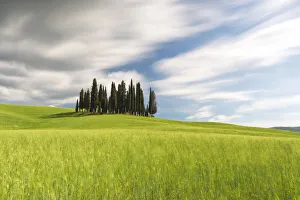 Agricultural Prints: Cypresses of San Quirico d Orcia, Siena province, Tuscany district, Italy