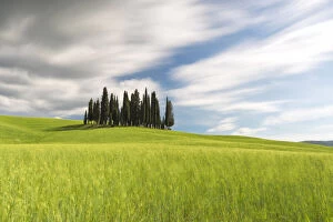 Cypresses of San Quirico d'Orcia, Siena province, Tuscany district, Italy