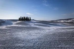 Cypresses Prints: The Cypresses, Val d Orcia, San Quirico, Siena, Tuscany, Italy