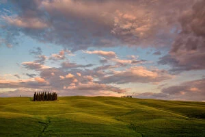 Images Dated 12th September 2017: The Cypresses of the Val d Orcia at sunset