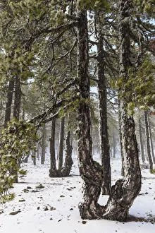 Troodos Prints: Cyprus, Troodos National Park with snow