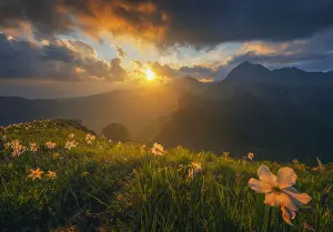 Rugged Peak Prints: Daffodils flowering iat Monte Croce n the Italian alps