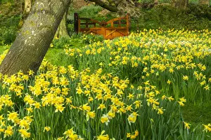 Daffodil Prints: Daffodils & Garden Gate, Hindringham Hall Gardens in Spring, Hindringham, Norfolk