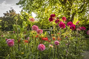 Morning Sun Prints: Dahlias in the perennial garden of Hornbach Monastery in Hornbach, Rhineland-Palatinate
