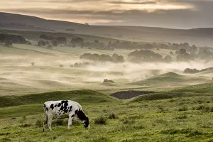 Cattle Prints: Dairy cow grazing, Wensleydale, Yorkshire Dales National Park, North Yorkshire, England