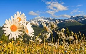 Daisy flower meadows in Stelvio National Park in summer. Sondrio district, Stelvio National Park