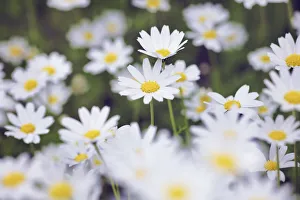 Daisy - Greece, Crete, Chania, Kandanos, Kakopetros