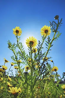 Sicily Gallery: Daisy - Italy, Sicily, Siracusa, Cassibile