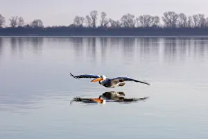 Images Dated 11th February 2020: A Dalmatian pelican flies across lake Kerkini, Lake Kerkini National Park, Serres, Greece