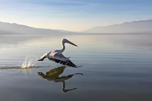 Images Dated 11th February 2020: A Dalmatian pelican flies across lake Kerkini, Lake Kerkini National Park, Serres, Greece