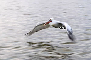 Images Dated 25th March 2022: Dalmatian pelican flies, Lake Kerkini National Park, Serres, Greece