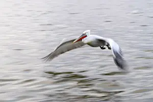 Serres Prints: Dalmatian pelican flies, Lake Kerkini National Park, Serres, Greece