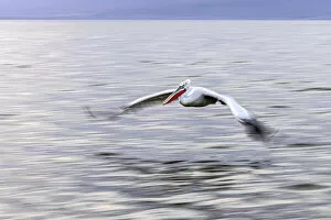 Images Dated 25th March 2022: Dalmatian pelican flies with motion blur, Lake Kerkini National Park, Serres, Greece