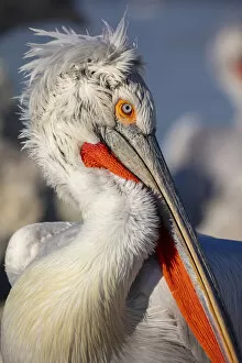 Images Dated 25th March 2022: Dalmatian pelican, Lake Kerkini National Park, Serres, Greece
