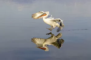 Images Dated 25th March 2022: A Dalmatian pelican lands on calm water, Lake Kerkini National Park, Serres, Greece
