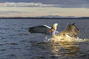 Images Dated 25th March 2022: A Dalmatian pelican lands on the water, Lake Kerkini National Park, Serres, Greece