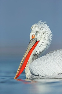 Head Shot Prints: Dalmatian Pelican (Pelecanus crispus)