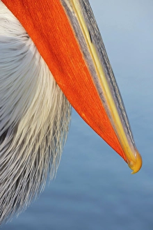 Head Shot Prints: Dalmatian Pelican (Pelecanus crispus)