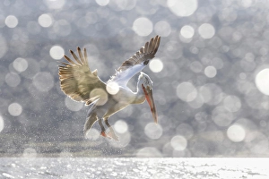 Bokeh Prints: Dalmatian Pelican (Pelecanus crispus)