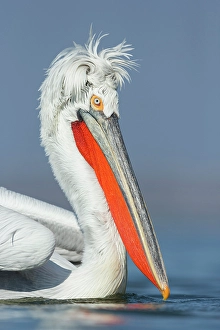 Head Shot Prints: Dalmatian Pelican (Pelecanus crispus)
