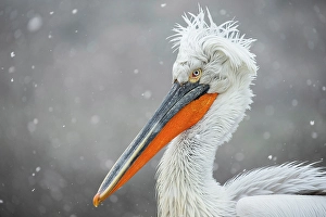 Head Shot Prints: Dalmatian Pelican (Pelecanus crispus)