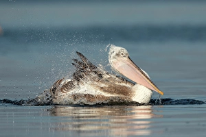Bathing Prints: Dalmatian Pelican (Pelecanus crispus), bathing in Lake Kerkini, Greece, January 2020