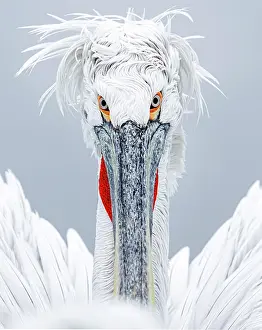 Lake Kerkini Prints: Dalmatian Pelican (Pelecanus crispus), Lake Kerkini, Northern Greece