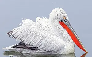 Lake Kerkini Prints: Dalmatian Pelican (Pelecanus crispus), Lake Kerkini, Northern Greece