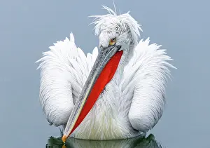 Lake Kerkini Prints: Dalmatian Pelican (Pelecanus crispus), Lake Kerkini, Northern Greece