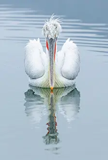 Lake Kerkini Prints: Dalmatian Pelican (Pelecanus crispus), Lake Kerkini, Northern Greece