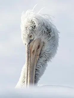 Lake Kerkini Prints: Dalmatian Pelican (Pelecanus crispus), Lake Kerkini, Northern Greece
