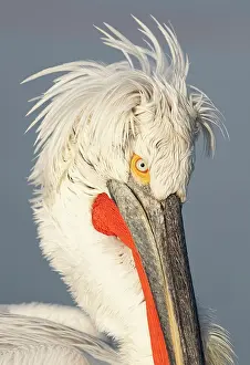 Lake Kerkini Prints: Dalmatian Pelican (Pelecanus crispus), Lake Kerkini, Northern Greece